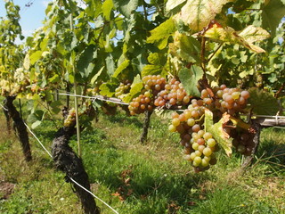Weinstock mit Trauben