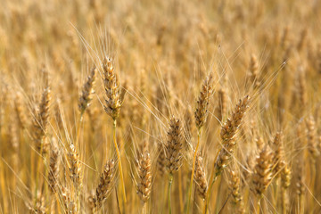 Ears wheat in a field as a background.