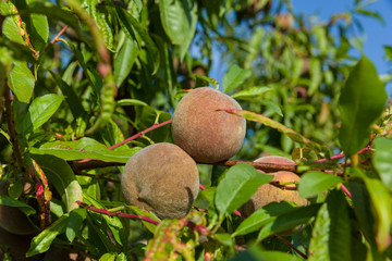 Zwei Weinbergpflaumen am Ast