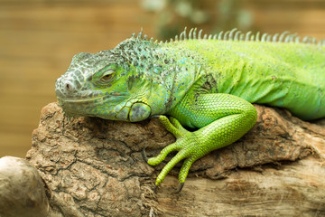Naklejka premium Closeup of green Iguana