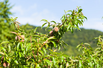 Weinbergpflaume