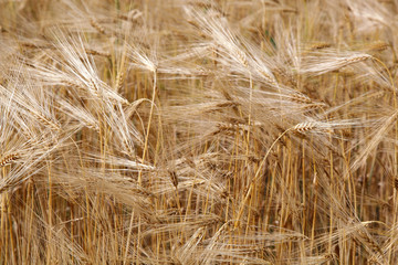 Ears wheat in a field as a background.