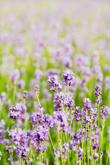 Fototapeta premium Summer lavender flower field, can be used as background, toned