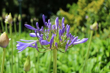 Blue flower in garden, Lisboa