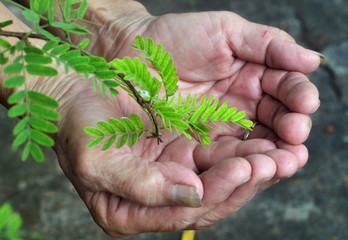 Senior hands holding a bush of green young plant. Ecology concep