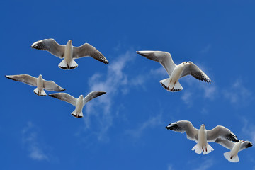 Seagulls in flight