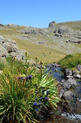 enzian im pontischen gebirge