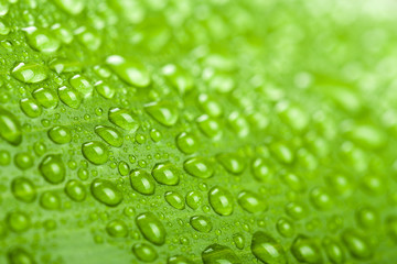 Plakat water drops on green plant leaf