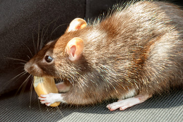 rat eating cake