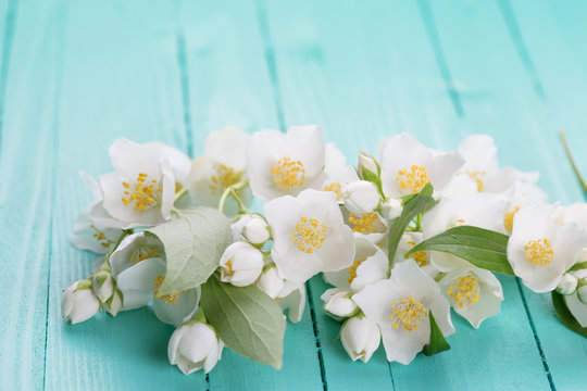Fototapeta Jasmine flowers