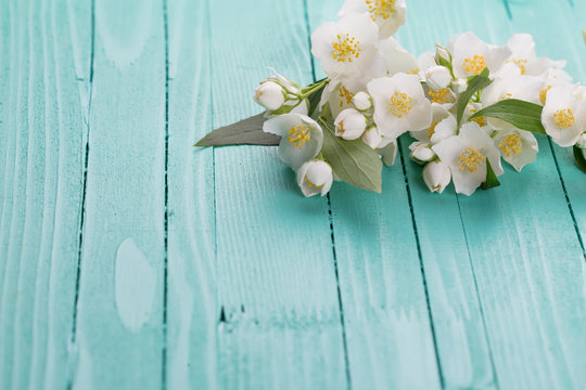Fototapeta Jasmine flowers