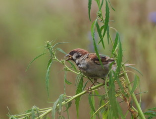 tree sparrow eat hemp seeds, passer montanus