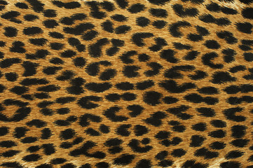 Close up leopard spot pattern