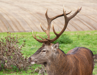 Cerf  en prairie de Picardie