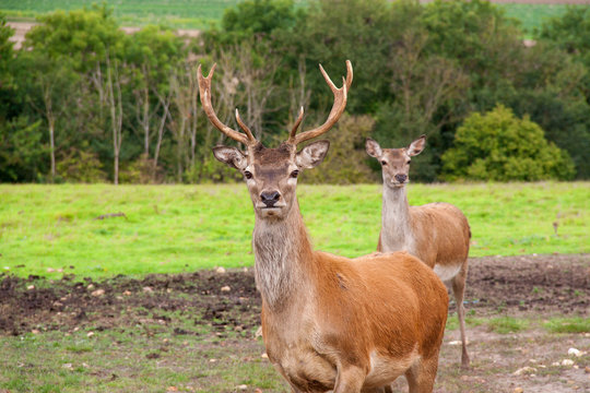 Cerf et biche en prairie de Picardie