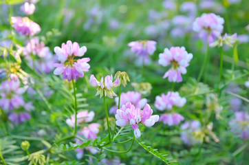 Obraz na płótnie Canvas Astragalus circassicus flowers on meadow