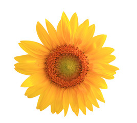 Naklejka premium Sunflower yellow flower