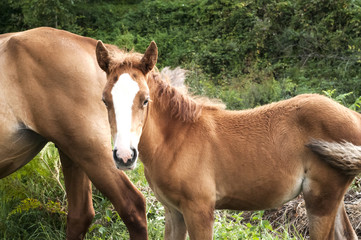 Brown foal and mare amid green vegetation background