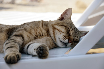 cat sleeping on the lounge