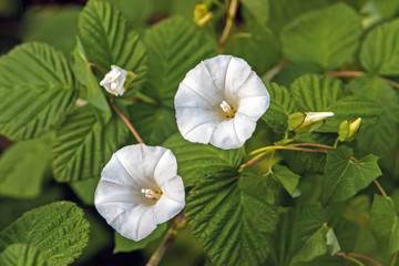 Вьюнок полевой