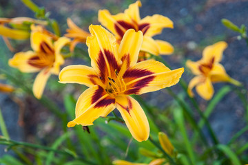 желтые лилии