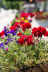 Red and Purple Flowers in Planter