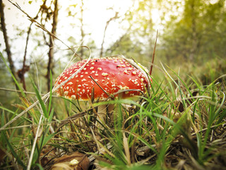 Amanita muscaria
