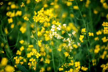 Obraz premium Yellow rape field