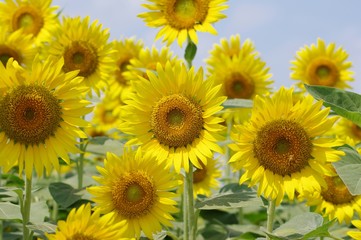 Fototapeta premium 向日葵