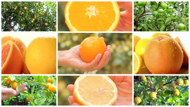 citrus fruits montage