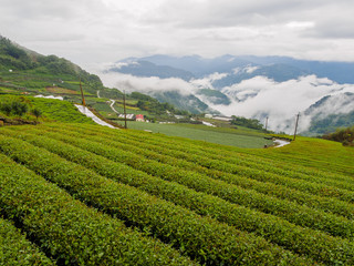 Fototapeta na wymiar 台湾 阿里山国家風景区 茶畑