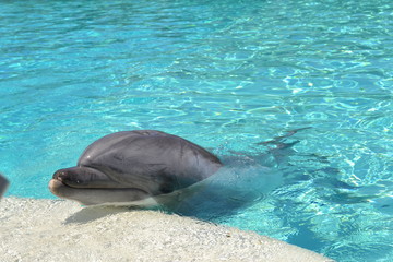 Delphin