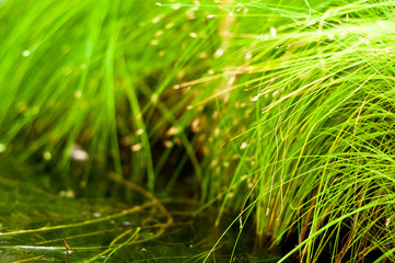 Green grass nature background.