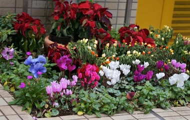 冬の花壇