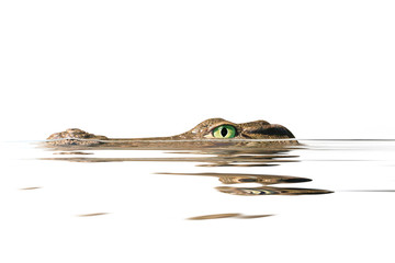 Fototapeta premium portret aligatora