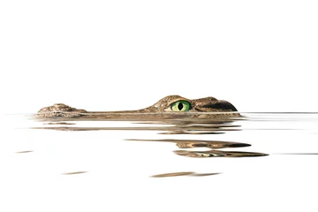 Fototapeten Porträt-Alligator © fotomaster