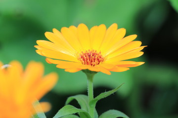 Daisy flower