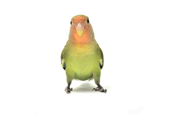 Agapornis roseicollis