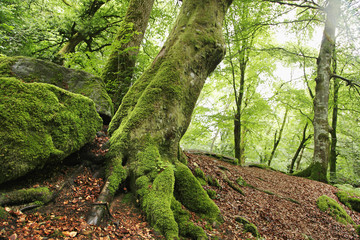 Wald