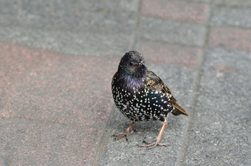 Пестрый скворец на асфальте