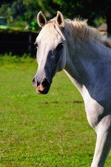 Portrait of Lipizzaner horse