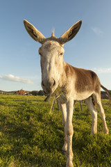 Grey donkey in field