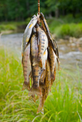 Catch of fish 10
