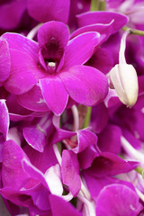 Naklejka na ściany i meble Purple orchid in health spa, soft focus.
