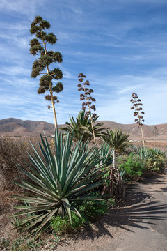 Bl&uuml;hende Agaven auf Fuerteventura