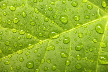 Green leaf with waterdrops