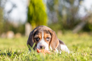 Beagle puppy playing with toy outdoor