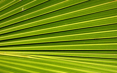 Backlit palm tree leaf in Mauritius