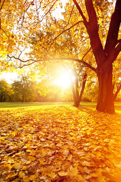 Fototapeta sonnenuntergang im herbst