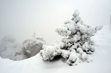 Fototapeta na wymiar Tree under snow